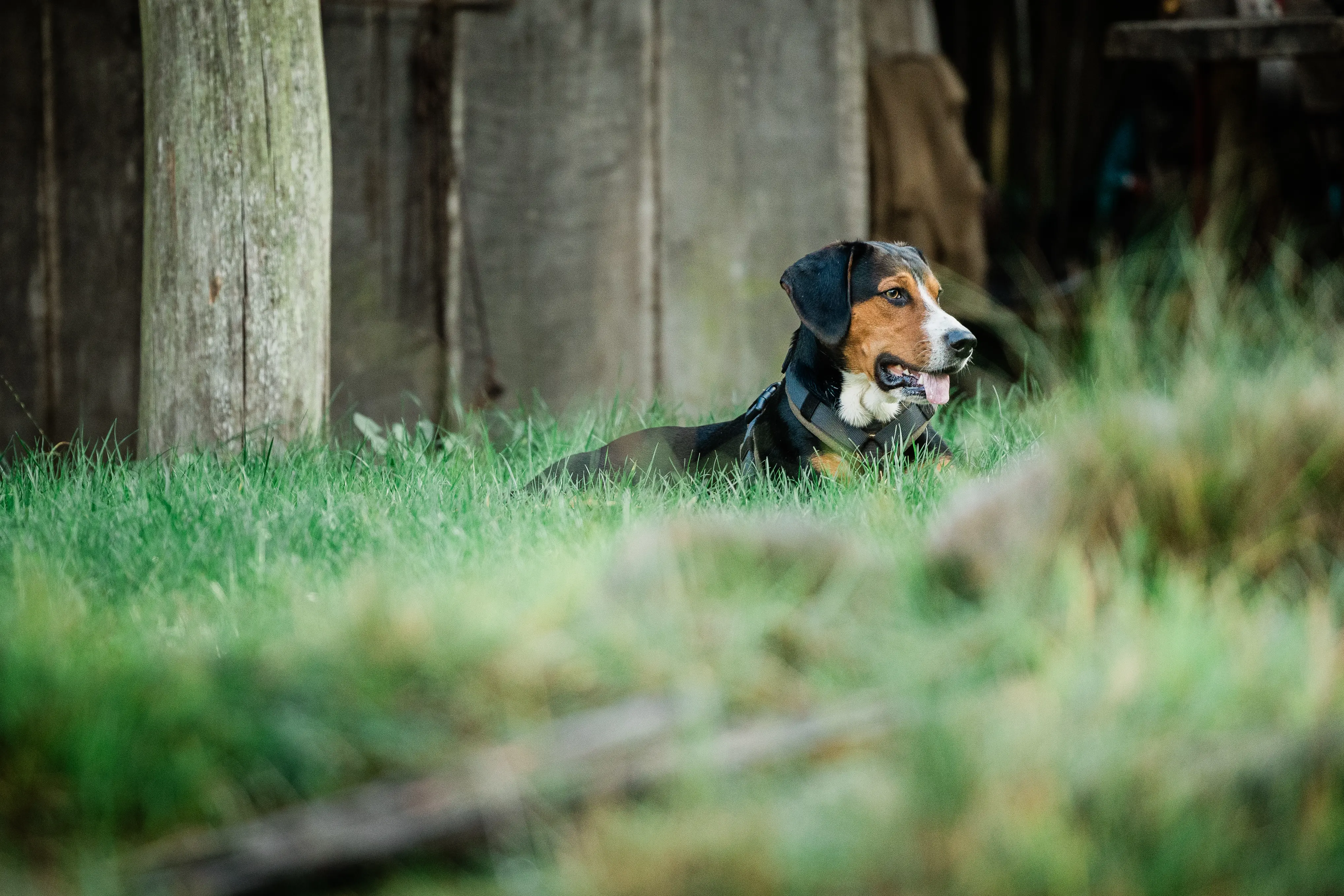Tierfotografie hund portrait schleswig