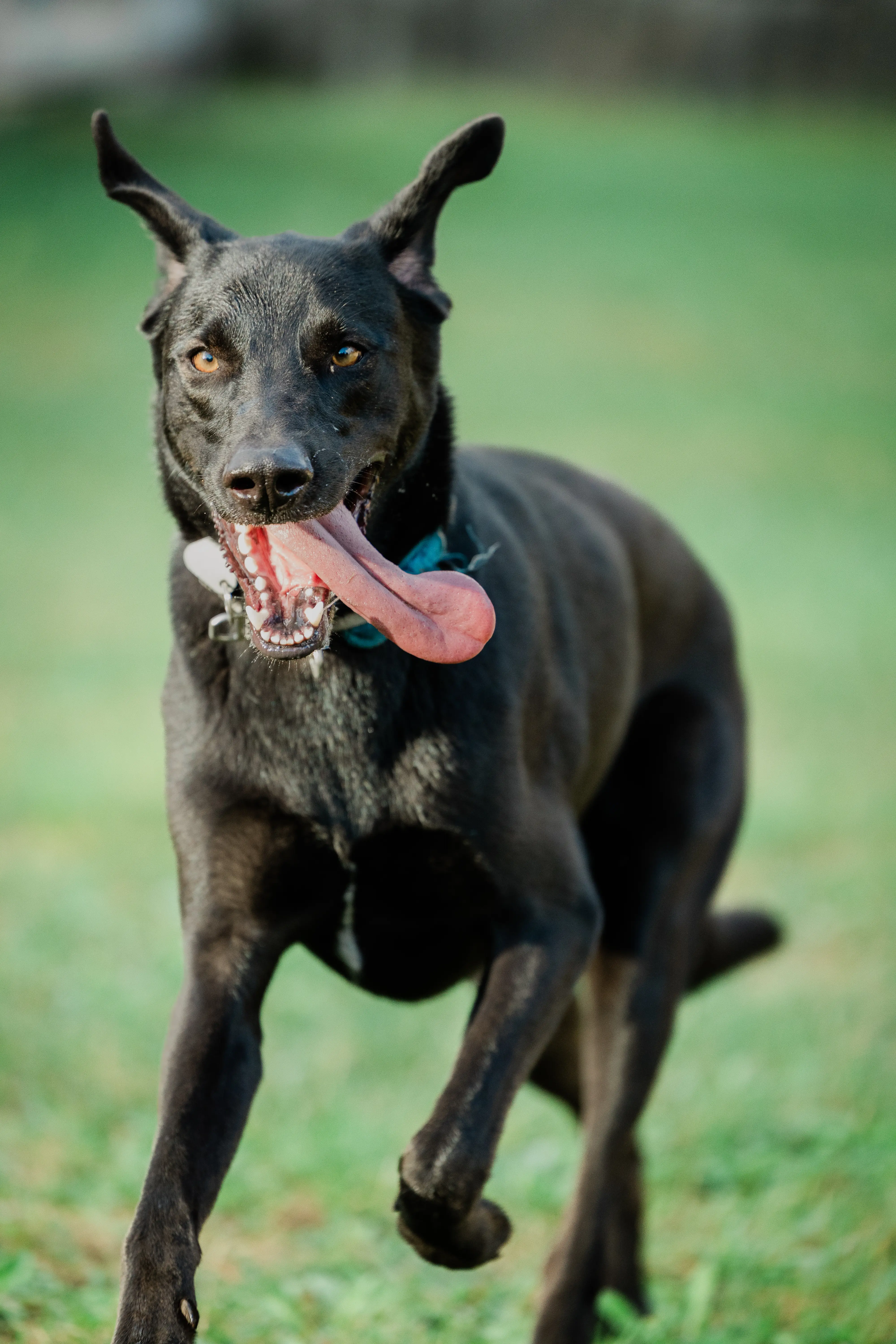 Tierfotografie outdoor hund portrait schleswig